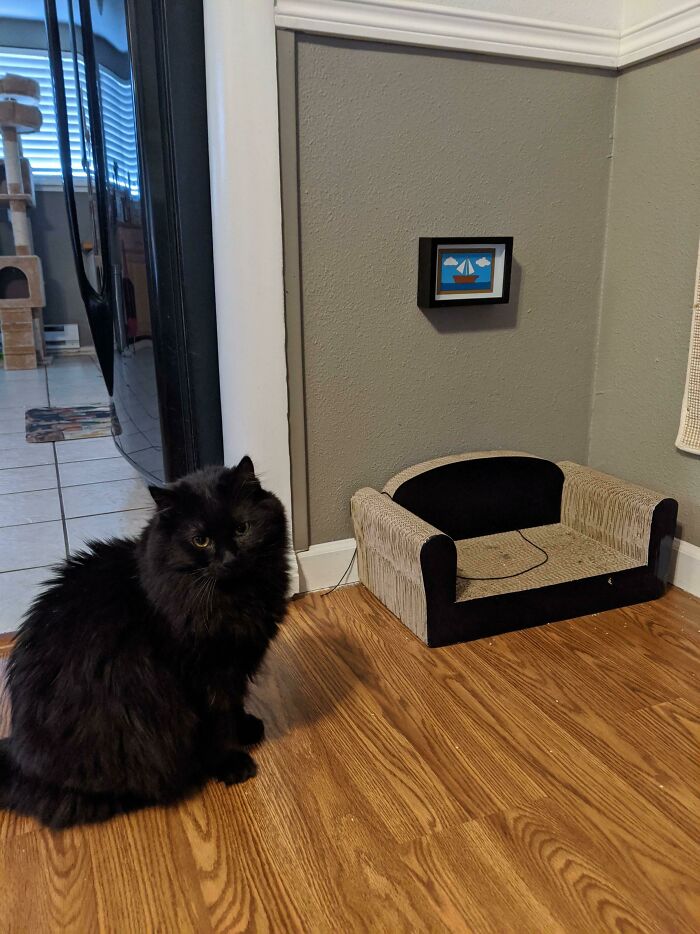 I Decided My Cats' Couch Needed Some Artwork Above It