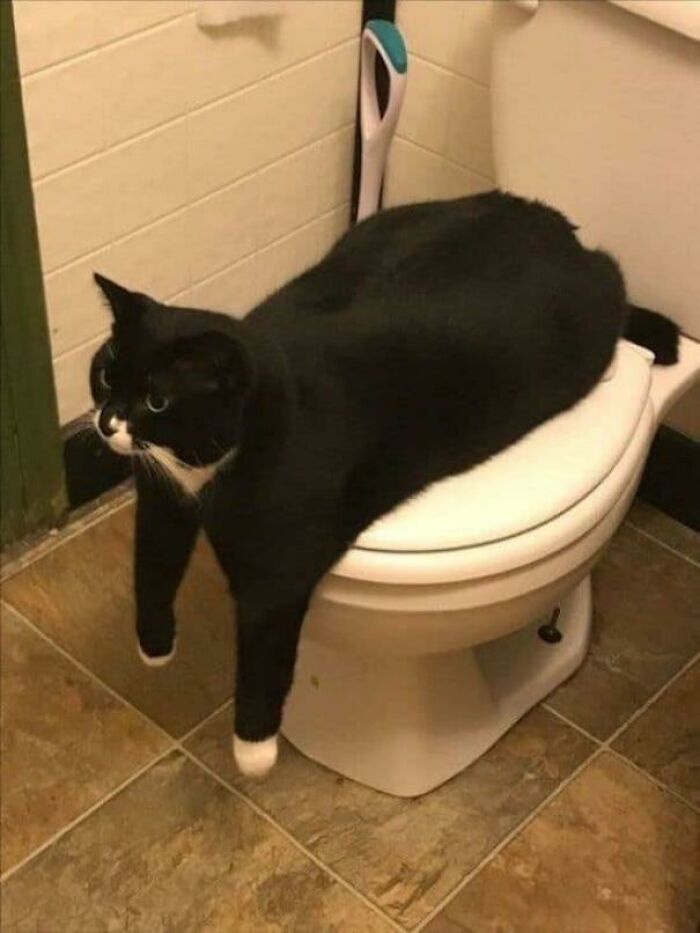 You Must Answer His Riddles Before You Piddles