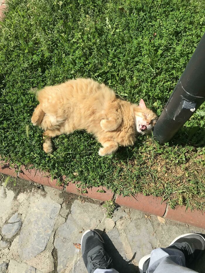 I Was Told He Belonged Here. He Was Mad At Me For Being Away For Long(I Couldn’t See Him For 2 Months Because Of Lockdowns) This Is After A Few Belly Rubs. Am I Forgiven ?