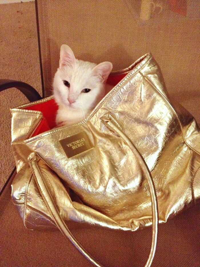 I Carried Her In A Bag Once Just Playing Around. She Liked It So Much, Anytime She Sees A Bag She’ll Jump In And Yell Until Someone Carries Her Around