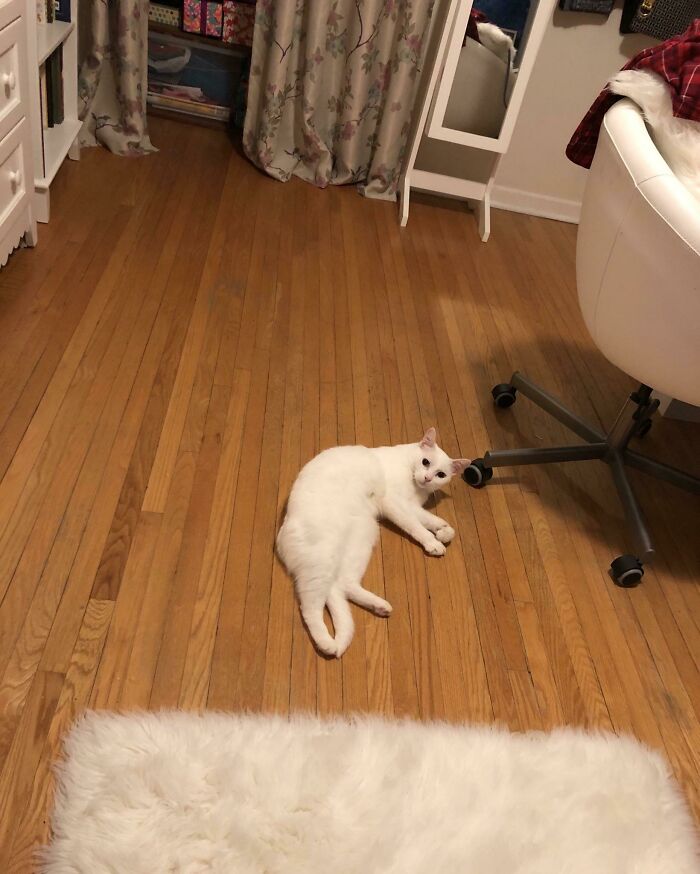 He Likes To Come Upstairs At 3am And Meow In The Hallway Until I Let Him In And He Proceeds To Eat Whatever He Can Find On The Floor 