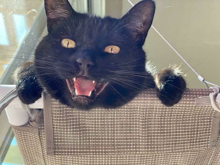 Arya Likes To Yell At Me When I Won’t Help Her Catch Bugs