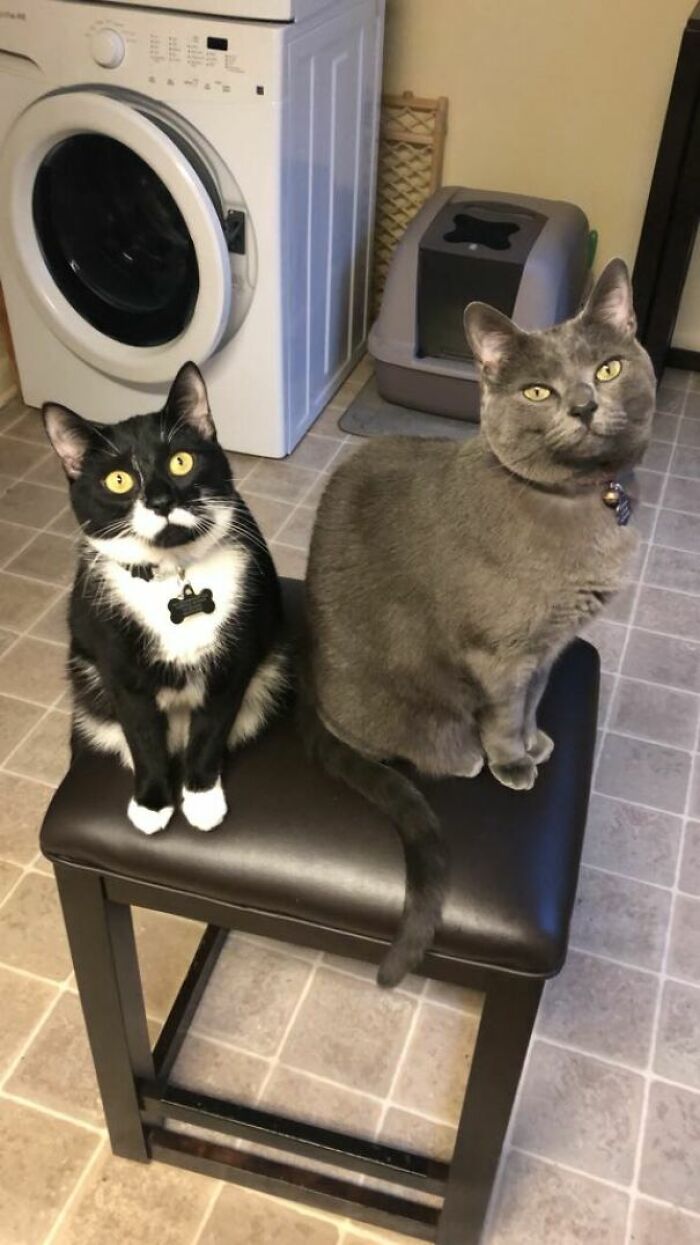 I Have To Push A Stool Into The Kitchen So They Can Watch Me Cook Or They Scream