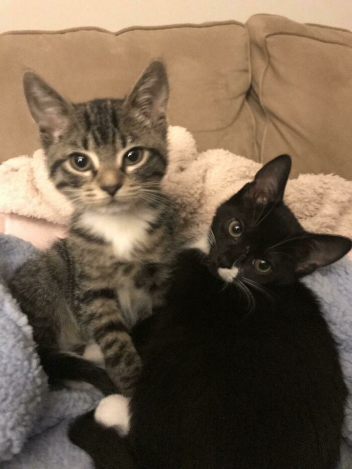 Jerry And Elaine After Screaming Me Awake At 5 Am Because Their Blanket Fell Off The Couch In The Other Room