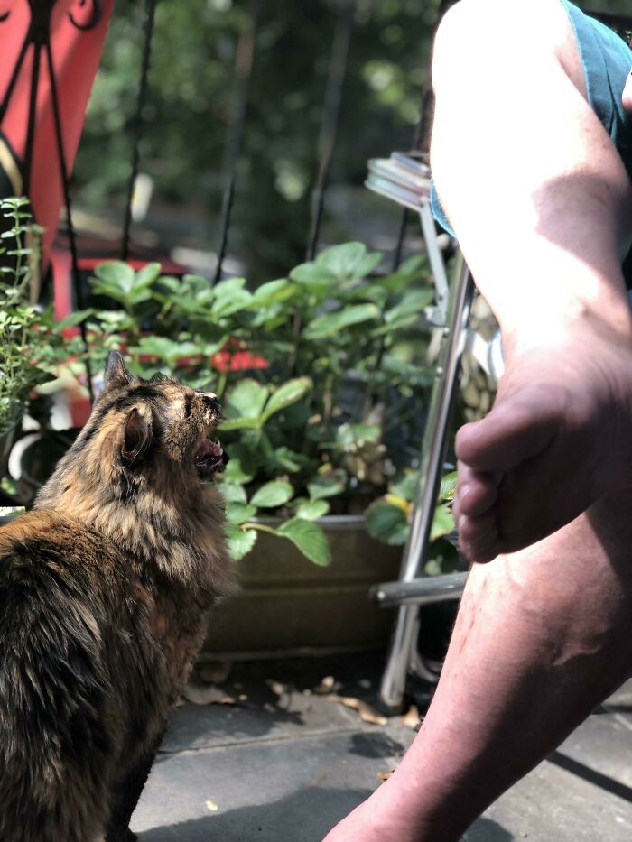 She Protecc, She Attacc, But Most Importantly She Scream At Dad For Snacc