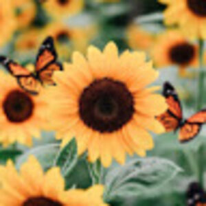 giorgiaperalta avatar