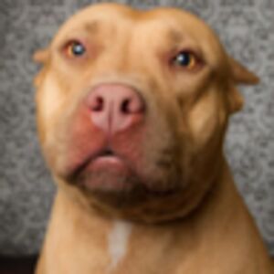 annehoffmeister avatar