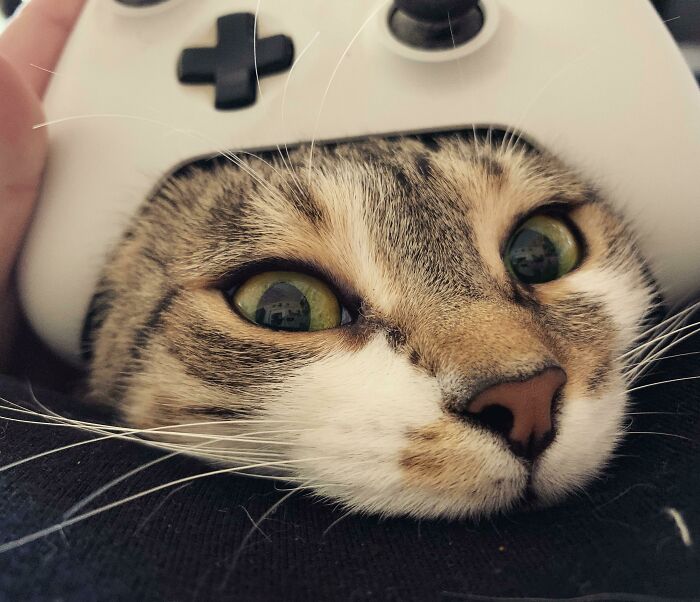 When The Cat Demands Attention