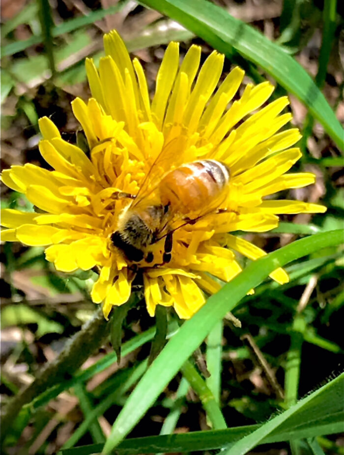 I Found A Bee On A Flower So I Took A Picture And Edited It. I’ve Never Done Something Like It So I Hope It’s Ok