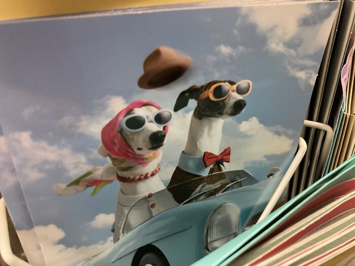 I Saw This At The Post Office A Few Years Ago And I Still Have The Picture. #whippets4life