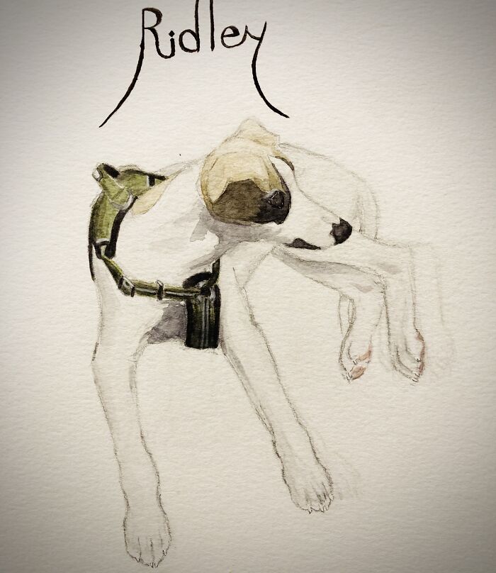 My Sweet Whippet Boi