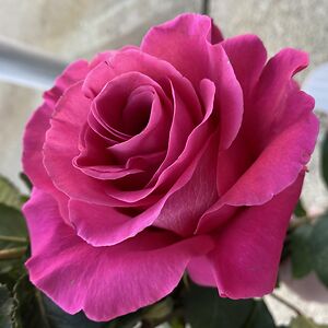 beverlytenhagen avatar