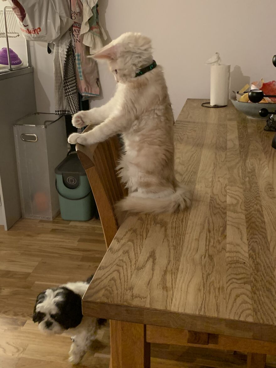 My Kitten Prepares To Attack The Unsuspecting Dog