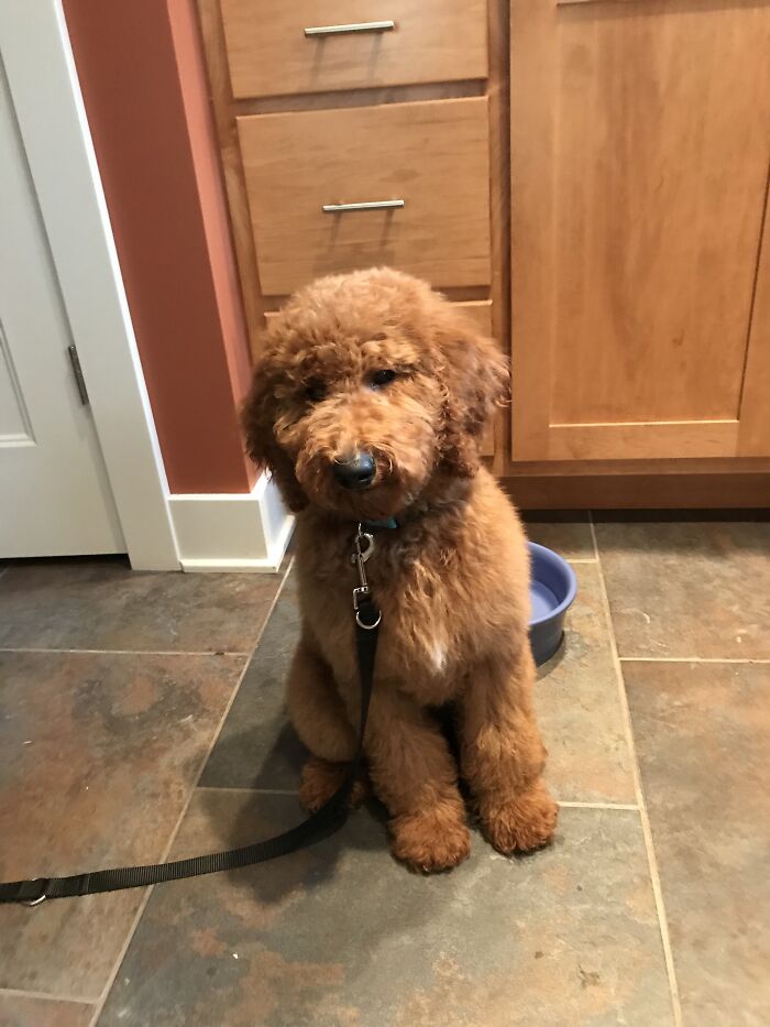 I’m Proud Of My Pup!