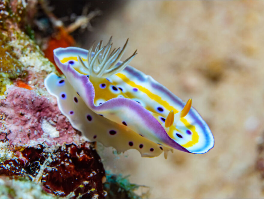 I’ve Been A Fan Of The Nudibranch Since I Learned Of Its Existence!