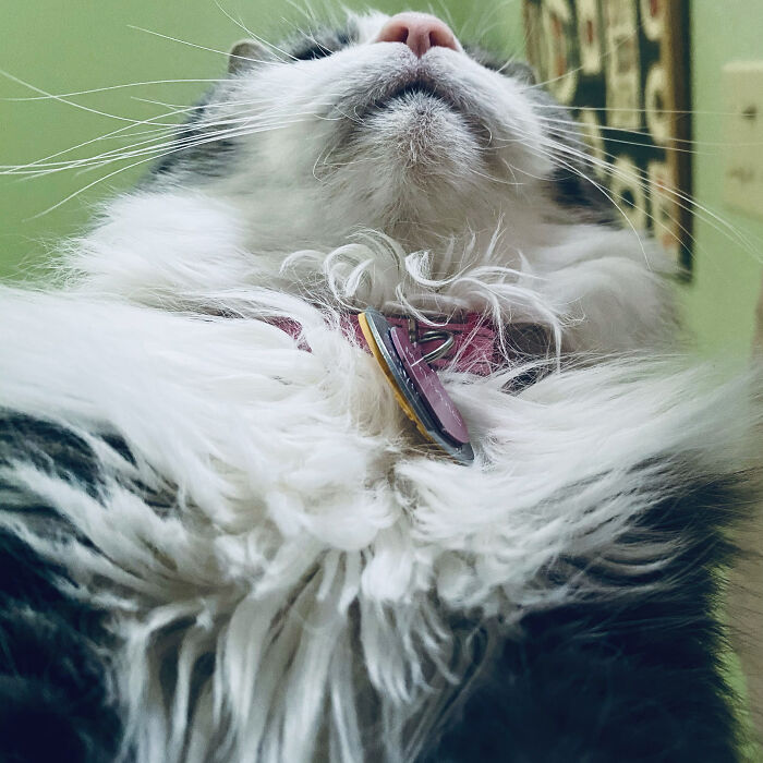 The “I Accidentally Opened My Phone And It’s In Selfie Mode😬😑” Selfie