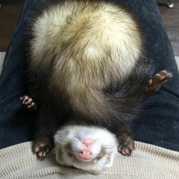 10 Pictures Of Animals With Cute Butts