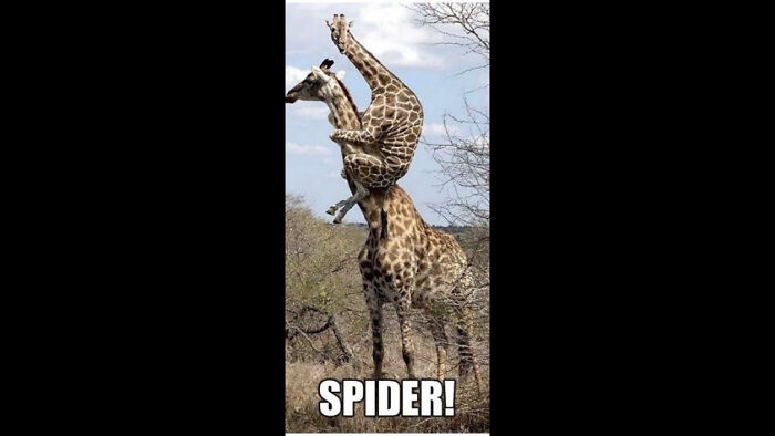 (Sorry, Don’t Know Who Made This)