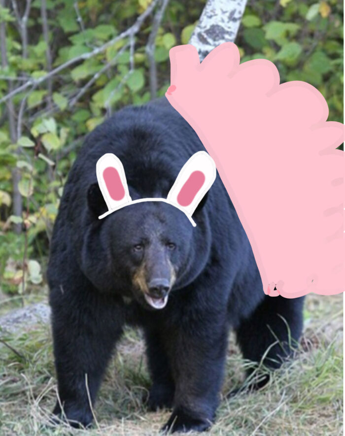 Ballerina Bear Haha
