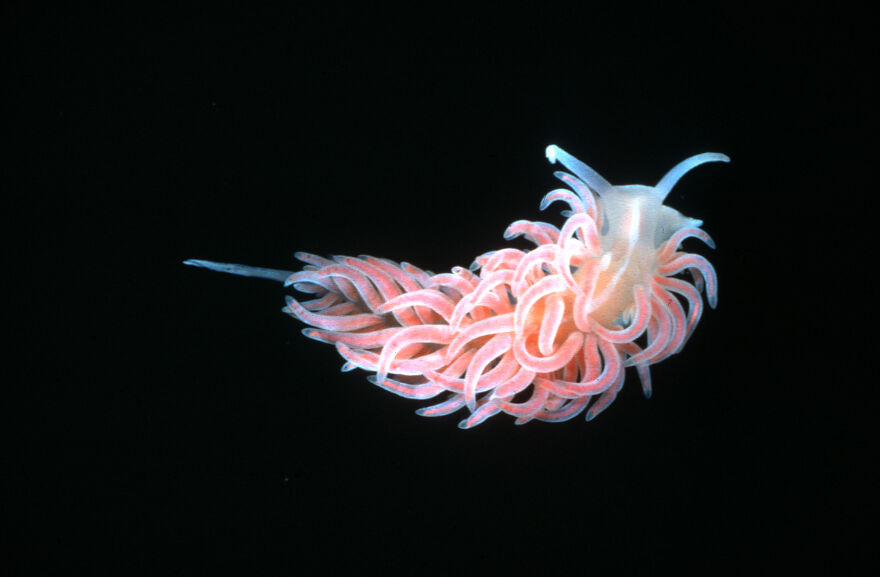 I Scoured The Internet(And My Gallery), So You Can Witness The Beauty Of Nudibranchs!