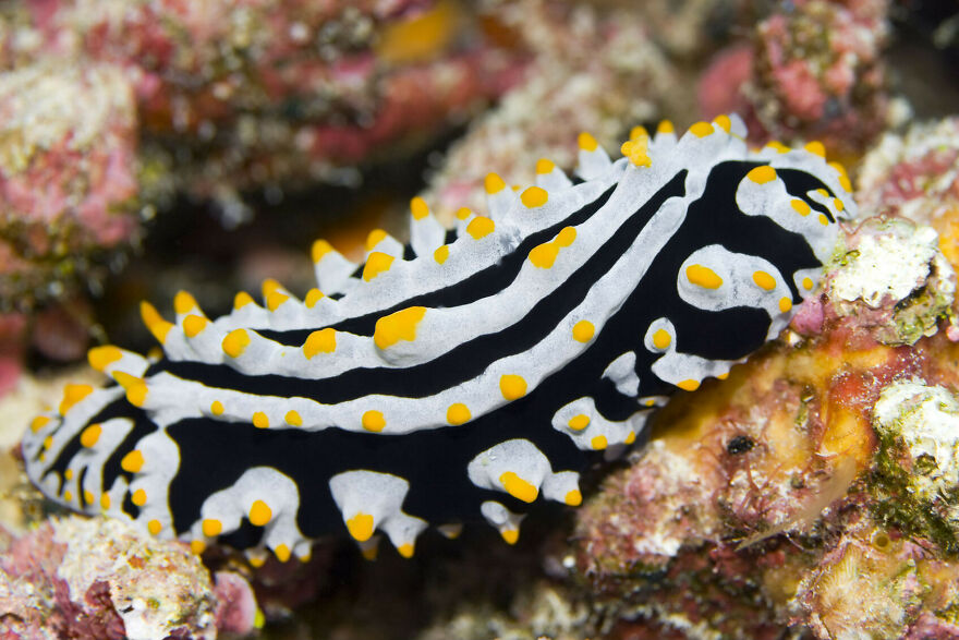 I Scoured The Internet(And My Gallery), So You Can Witness The Beauty Of Nudibranchs!