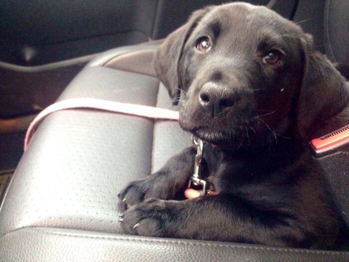 This Is Our Girl, Harvey T, Just Days After We Brought Her Home.