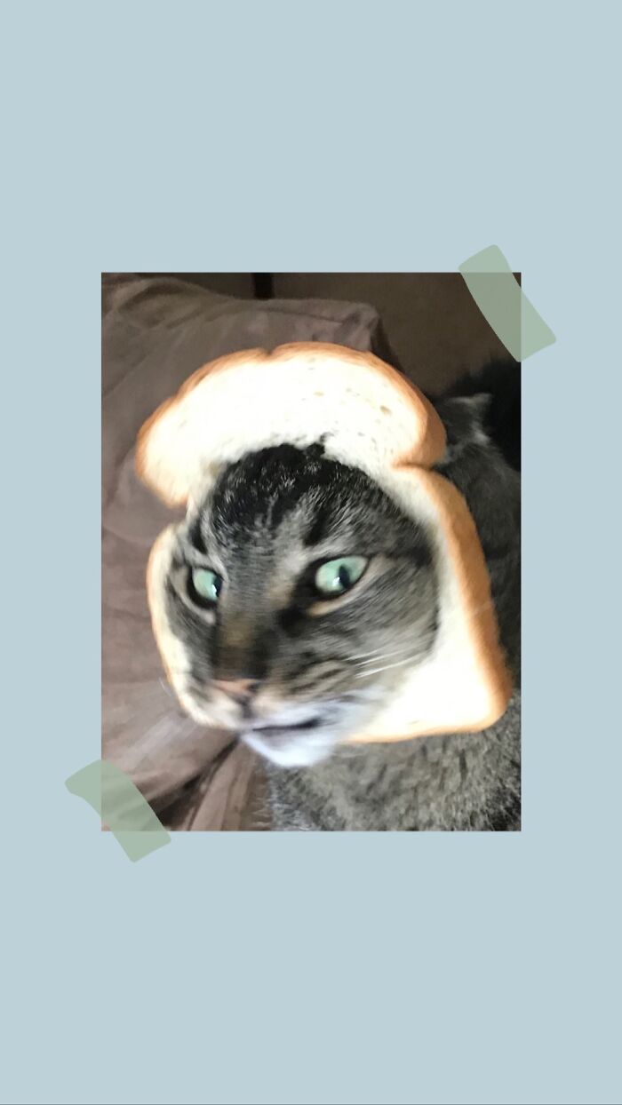 I Wanted Him To Look Cute. He Could Eat You Alive