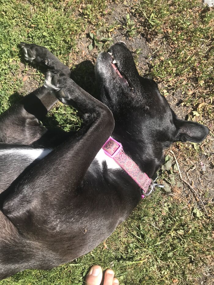 I’m Proud Of How Lazy Yet Cute My Dog Can Be At The Same Time Lol