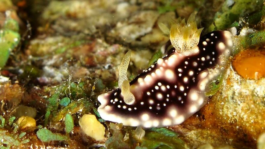 I Scoured The Internet(And My Gallery), So You Can Witness The Beauty Of Nudibranchs!