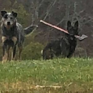 maxopritchett avatar