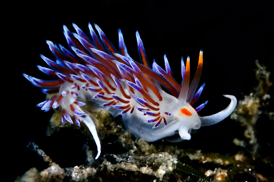 I Scoured The Internet(And My Gallery), So You Can Witness The Beauty Of Nudibranchs!