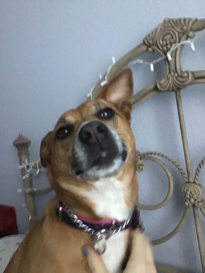 This Is My Baby Doggie, She’s Being A Silly Butt In These Pictures.