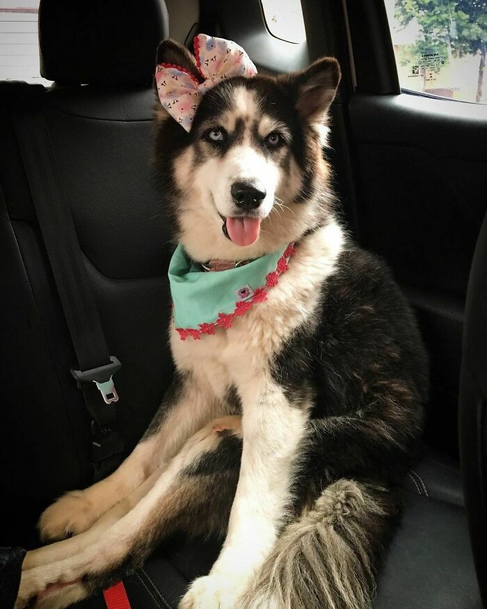 Owners Exploited This Husky Until She Could No Longer Walk And Produce Puppies - This Woman Gave Her A Second Chance In Life