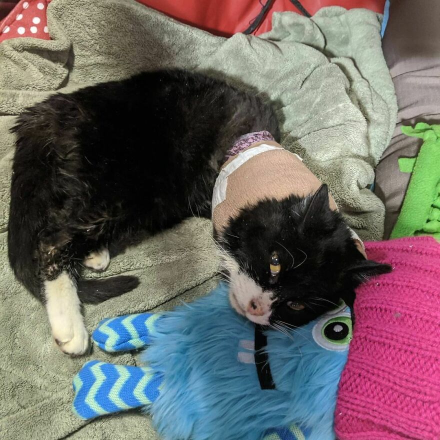 Cat Owner Sets Up An Instagram Account For Her Two-Legged Cat And Shares Her Cat's Inspiring Rehabilitation Story Cat Owner Sets Up An Instagram Account For Her Two-Legged Cat And Shares Her Cat's Inspiring Rehabilitation Story