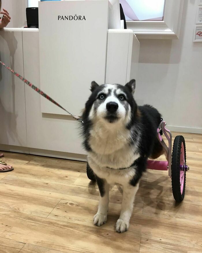 Owners Exploited This Husky Until She Could No Longer Walk And Produce Puppies - This Woman Gave Her A Second Chance In Life