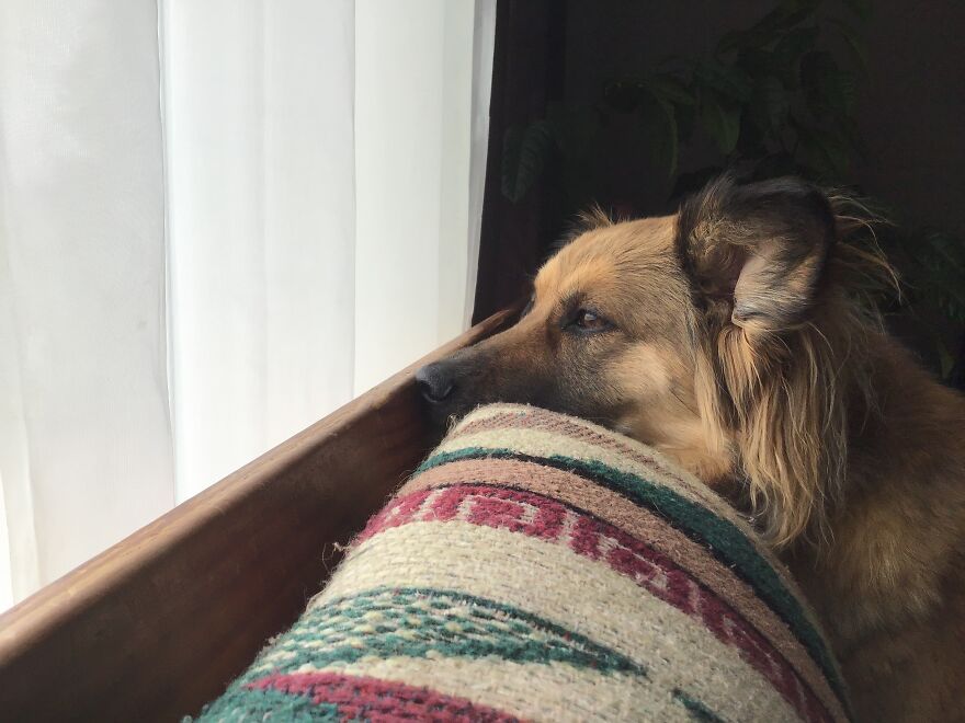 I Have Way To Many Pictures Of My Dogs