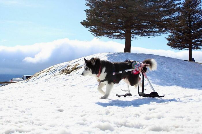 Owners Exploited This Husky Until She Could No Longer Walk And Produce Puppies - This Woman Gave Her A Second Chance In Life Owners Exploited This Husky Until She Could No Longer Walk And Produce Puppies - This Woman Gave Her A Second Chance In Life