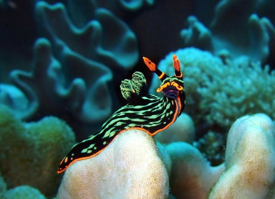 I Scoured The Internet(And My Gallery), So You Can Witness The Beauty Of Nudibranchs!