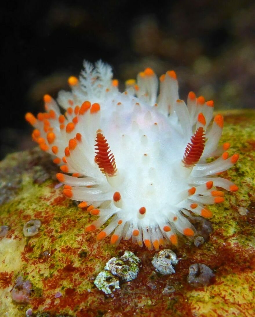 I Scoured The Internet(And My Gallery), So You Can Witness The Beauty Of Nudibranchs!