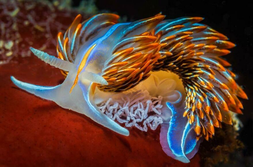 I Scoured The Internet(And My Gallery), So You Can Witness The Beauty Of Nudibranchs!