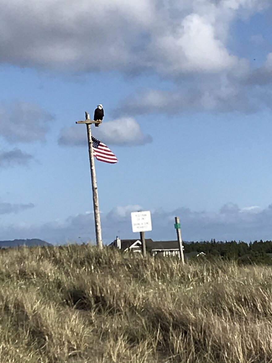 A Bald Eagle Sitting On The American Flag 🦅 🇺🇸