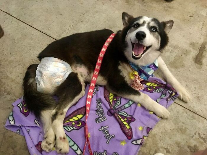 Owners Exploited This Husky Until She Could No Longer Walk And Produce Puppies - This Woman Gave Her A Second Chance In Life Owners Exploited This Husky Until She Could No Longer Walk And Produce Puppies - This Woman Gave Her A Second Chance In Life