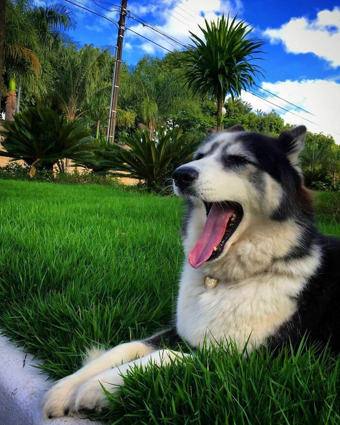 Owners Exploited This Husky Until She Could No Longer Walk And Produce Puppies - This Woman Gave Her A Second Chance In Life