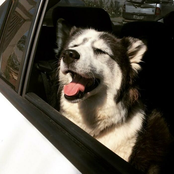 Owners Exploited This Husky Until She Could No Longer Walk And Produce Puppies - This Woman Gave Her A Second Chance In Life