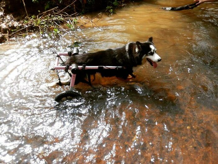 Owners Exploited This Husky Until She Could No Longer Walk And Produce Puppies - This Woman Gave Her A Second Chance In Life