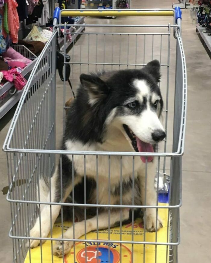 Owners Exploited This Husky Until She Could No Longer Walk And Produce Puppies - This Woman Gave Her A Second Chance In Life