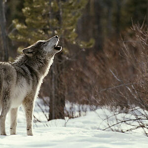 galaxyfirefistara1dragonwolves avatar