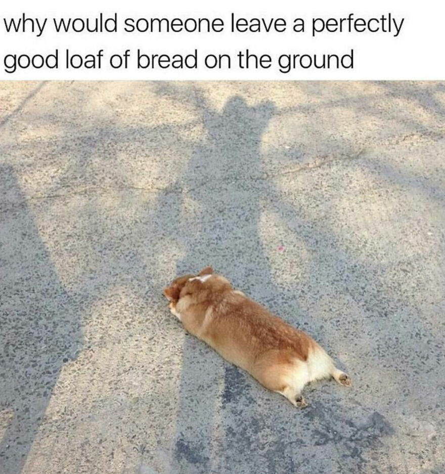 Loaf Of Corgi