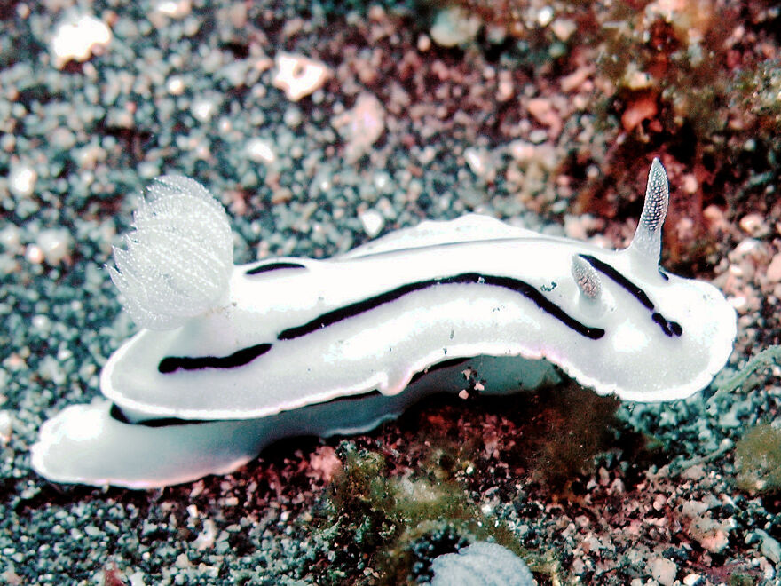 I Scoured The Internet(And My Gallery), So You Can Witness The Beauty Of Nudibranchs!