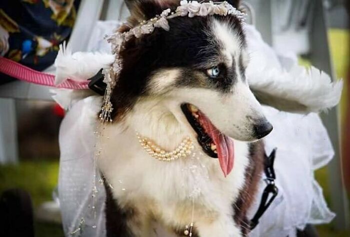 Owners Exploited This Husky Until She Could No Longer Walk And Produce Puppies - This Woman Gave Her A Second Chance In Life